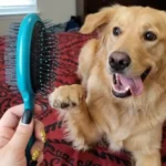 Wet Brush Pet Breed Detangler Review: Does It Really Untangle Matted Fur Without Pain?