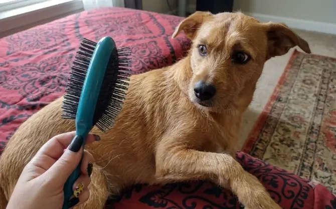 Wet Brush Pet Breed Detangler brush showing the exclusive flexible IntelliFlex bristles