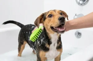 ZOOPOLR Silicone Shampoo Brush review