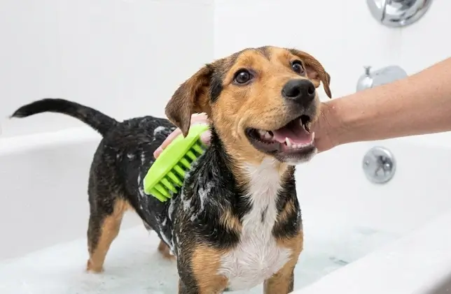 ZOOPOLR Silicone Shampoo Brush review