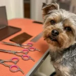 Best Professional Grooming Scissors for Dogs: A True Pet Lover’s Hands-On Review