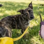 Best Shedding Blade for Dogs? An Honest BOTH WINNERS Dual-Sided Review (2026)