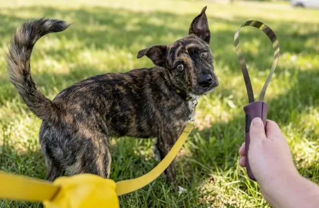 best shedding blade for dogs