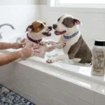 How to Soothe a Dog Itchy Skin: The Ultimate Dermal Recovery Guide