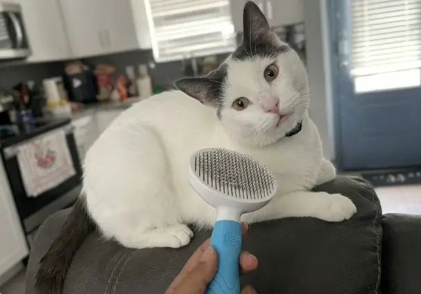 itPlus Upgraded Self Cleaning Slicker Brush in pastel blue finish layout