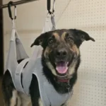 Best Professional Dog Grooming Clippers of 2026: Tested on Thick & Matted Coats