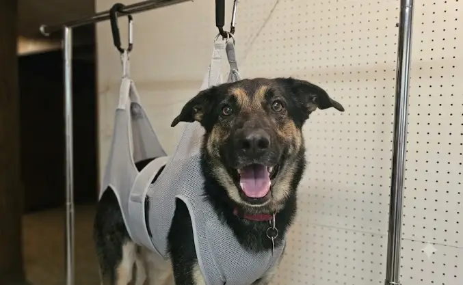 Best Professional Dog Grooming Clippers