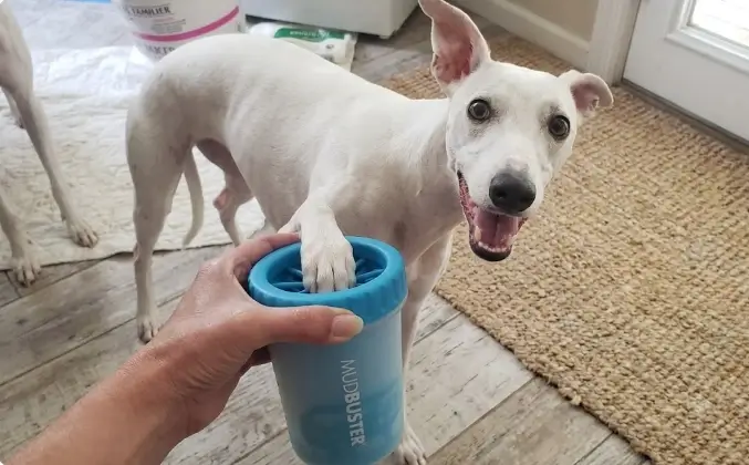 Comparative Performance Audit Hands-on testing review of the fuchsia dexas mudbuster manual dog paw wash container