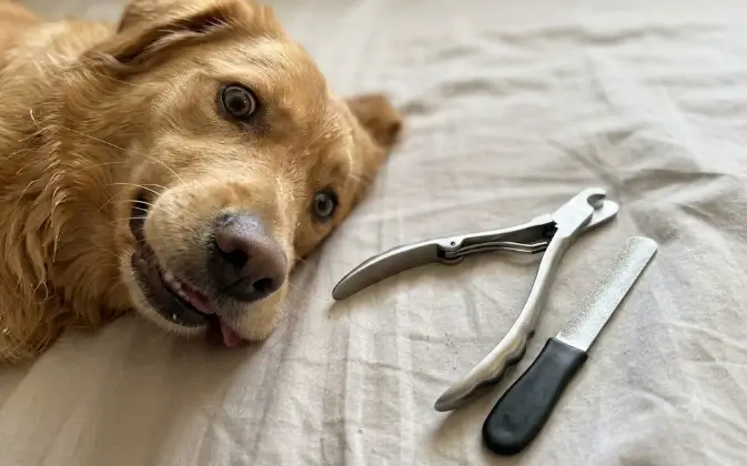 Gobeigo Dog Nail Clippers tool demonstration and Martensite steel blades