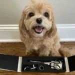Hashimoto Dog Grooming Scissors Review: Best DIY Curved Shears?
