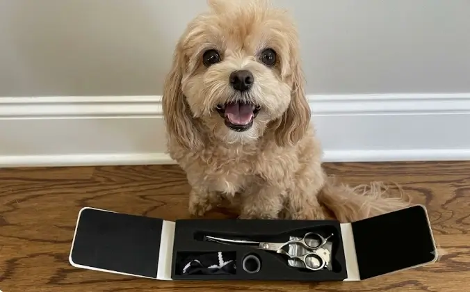 Hashimoto Dog Grooming Scissors Review