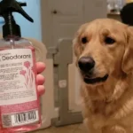 Natural Doggie Deodorant Powder Review: Truly Talc-Free?