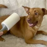 Salhap vs Scotch-Brite: A Data-Driven 14-Day Upholstery De-Shedding Showdown