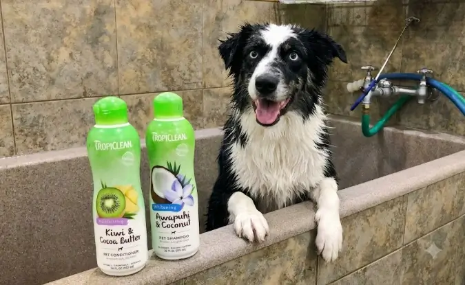 Post-Bath Line Brushing Performance Dog slicker brushing session after a deshedding conditioner bath to strip dead loose undercoat fur