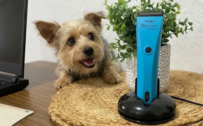 Wahl Bravura vs Andis ProClip Design Breakdown Side-by-side product design analysis of Wahl Professional Bravura cordless clipper and Andis ProClip 2-Speed corded clipper