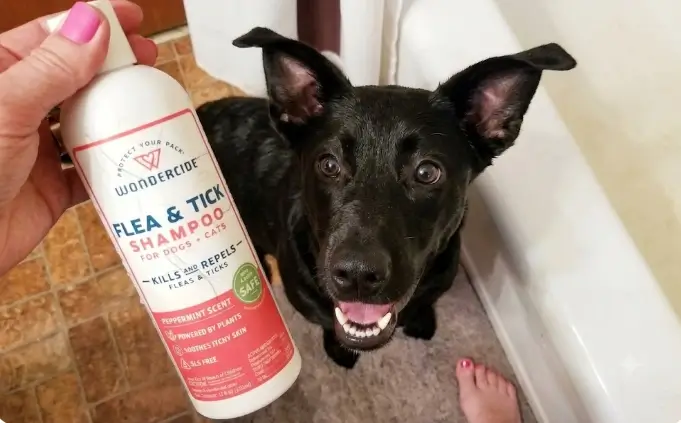 Wondercide Flea & Tick Shampoo Review